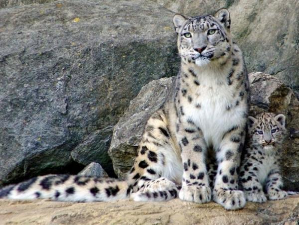 ЗГ: Монгол Улс Олон улсын цоохор ирвэсийн холбоонд гишүүнээр элсэнэ