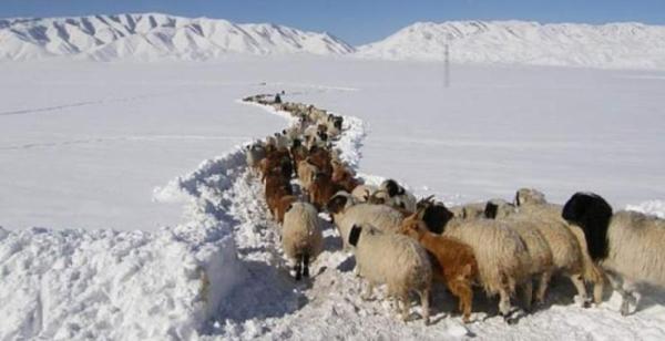 Баян-Өлгий, Увс, Ховдын ихэнх нутгаар зудын эрсдэл үүсэх төлөвтэй байна