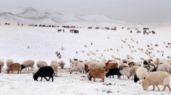 Нийт нутгийн 23 хувьд өвөлжилт хүндрэх эрсдэл "Маш их" байна