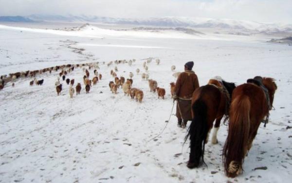 Зудын байдлыг үнэлэхэд 11 аймгийн 52 сум цагаан зудтай байна