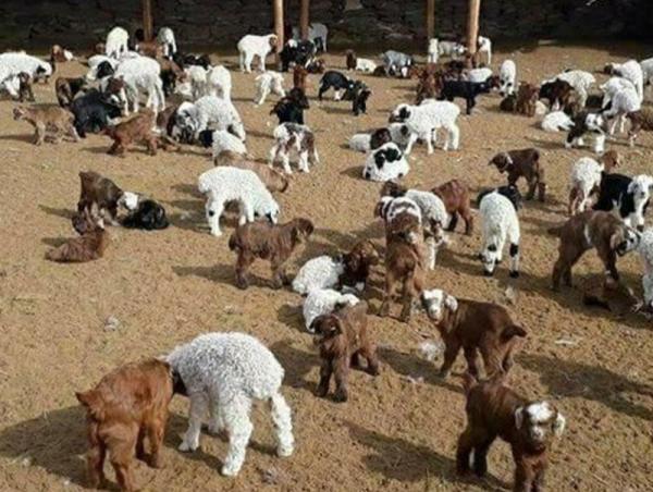 Улсын хэмжээнд мал төллөлт 9.3 хувьтай байна