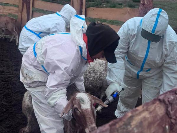 Дархан аймгийн хэмжээнд 131,598 толгой малд шүлхий өвчний вакцинжуулалт хийгдэнэ