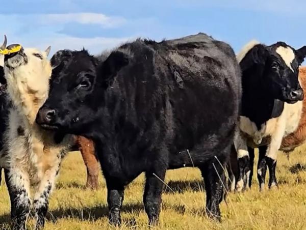 Sat-1 хэвшлийн шүлхий өвчний голомтод байгаа малыг бүрэн дархлаажуулалтад хамруулав
