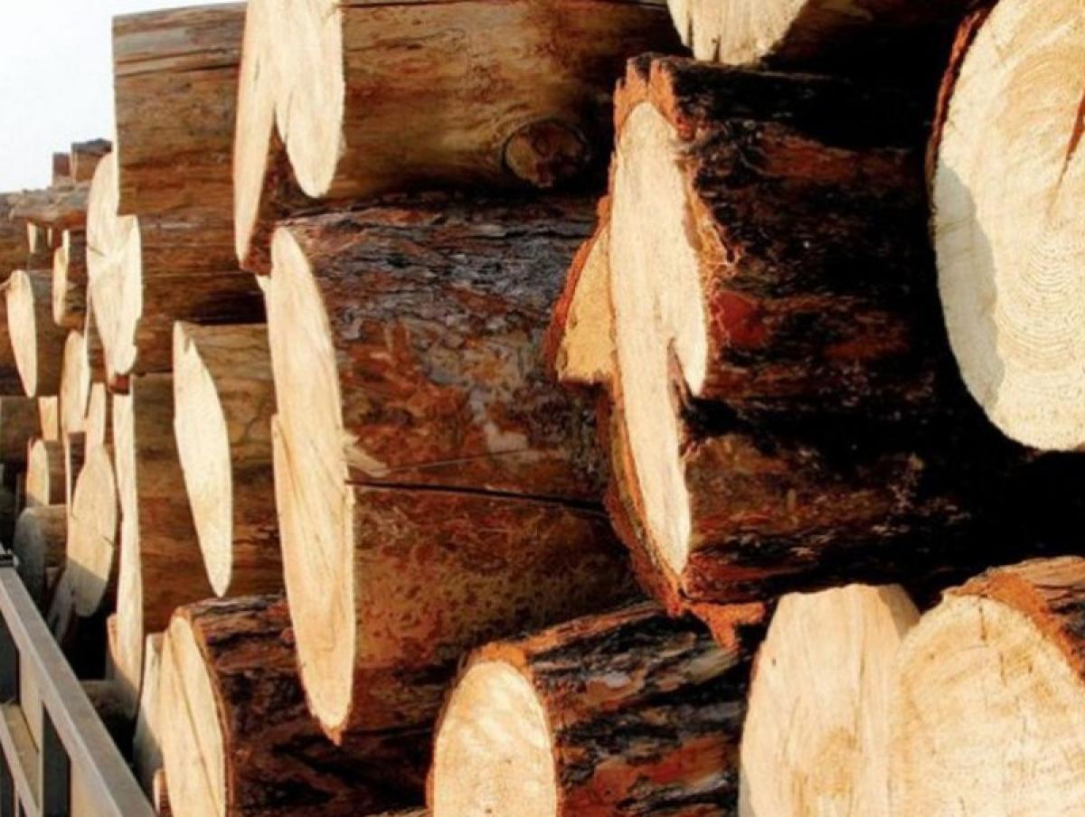 Хууль бусаар мод бэлтгэсэн гэмт хэргийг илрүүлж, шүүхэд шилжүүлжээ