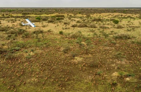 Өмнөд Суданд зургаан сая гөрөөсний нүүдэл болжээ