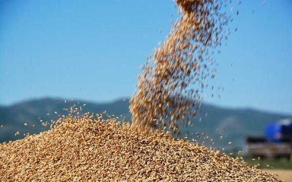 Өнөөдөр 114 сая төгрөгийн үрийн буудай арилжаалагджээ