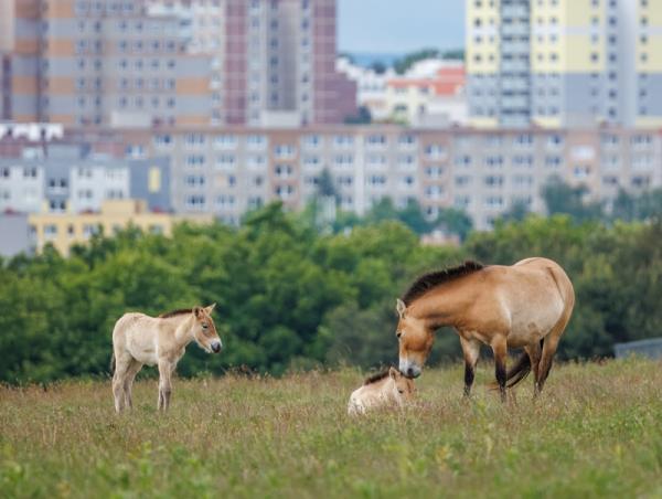 Прага хотын амьтны хүрээлэн тахийн унаганд нэр өгөх аян зарлажээ