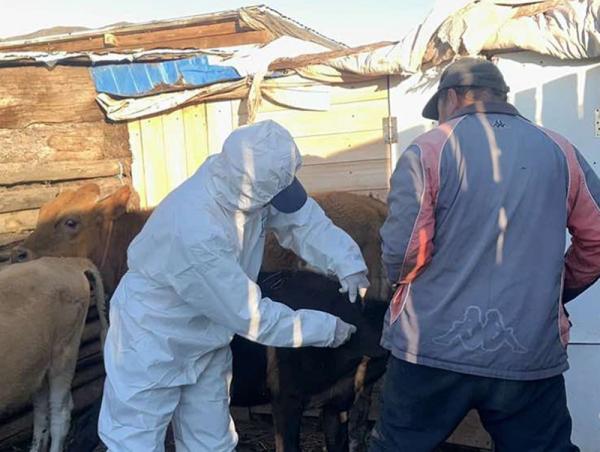 Шүлхий өвчнөөс урьдчилан сэргийлэх вакцин тарих ажил 40.3 хувьтай үргэлжилж байна