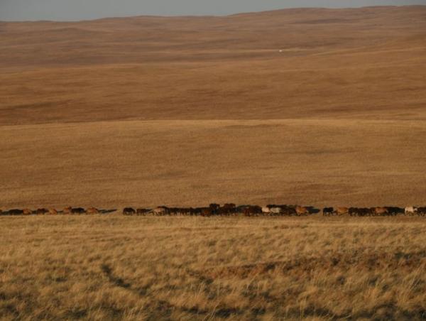 Бэлчээрийн ургамлын ургалт нийт нутгийн 55 хувьд хэвийн байна