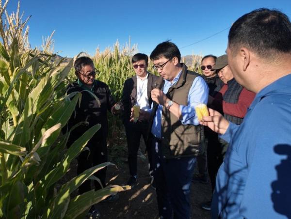 Ховд аймгийн Алтай сумын усалгаатай тариаланг сэргээж байна