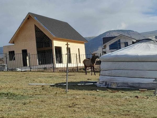 "Буга хүн рүү дайрч байна" гэх гомдол, дуудлага олон иржээ