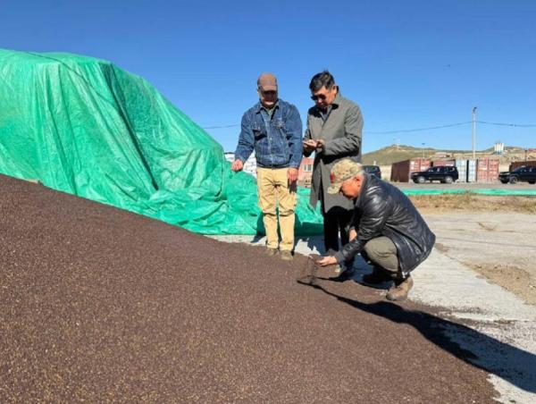 Тосны ургамлын 2100 тонн нөөц бүрдүүлээд байна