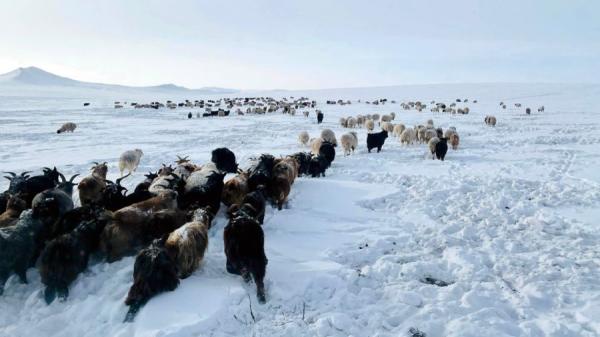 Зудын урьдчилсан төлөвийг тооцоолон гаргалаа