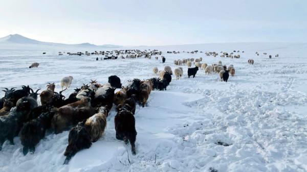 Малын өвөлжилтийн байдал 9 аймагт их хүндрэлтэй байх төлөвтэй байна