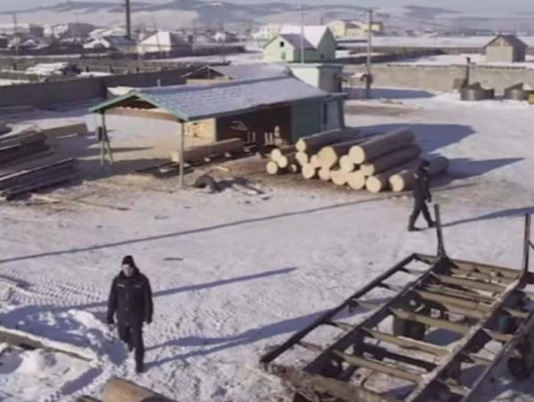 ЦЕГ: Сэлэнгэ аймгийн Хүдэр суманд хууль бусаар мод бэлтгэж байсан зөрчлийг илрүүлжээ