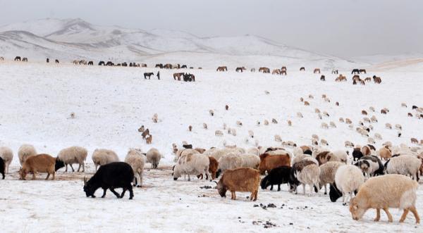 Зудын байдалд үнэлгээ хийхэд 9 аймгийн 36 сум цагаан зудтай байна