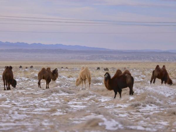 Хүйтний улмаас үүсэж болзошгүй эрсдэлээс сэргийлье