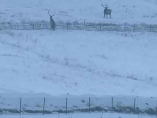 Албан шаардлагыг удаа дараа биелүүлээгүйн улмаас зэрлэг амьтан гэмтжээ