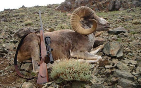 Хууль бусаар аргаль агнасан тохиолдолд 44 сая төгрөгөөр торгоно