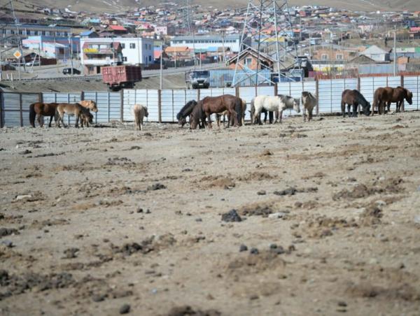 Нийслэлийн мал аж ахуй эрхлэхийг хориглосон бүсээс мал гаргах нэгдсэн арга хэмжээг зохион байгуулж байна