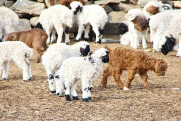 Улсын хэмжээнд 4.2 сая төл хүлээн авч, бойжилт 99.0 хувьтай байна