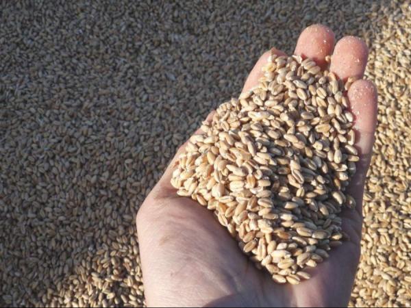 Улаанбуудайн үрийн нөөц 46 мянган тоннд хүрч, хаврын тариалалтын бэлтгэл хангагдаж байна