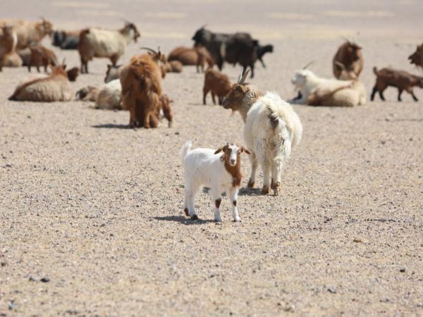 Улсын хэмжээнд 9.2 сая мал төллөж, мал төлөлт 41.4, төл бойжилт 98.9 хувьтай байна
