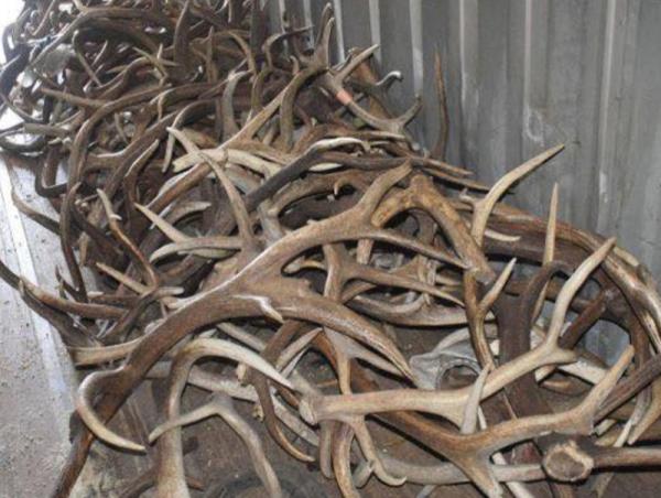 Халиун бугын эврийг тээвэрлэж явсан үйлдлийг илрүүлж саатуулжээ