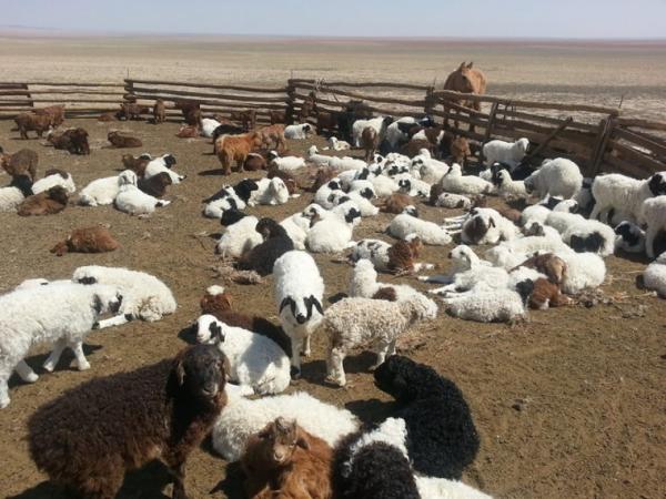 Улсын хэмжээнд мал төллөлт 50.4 хувьтай үргэлжилж байна