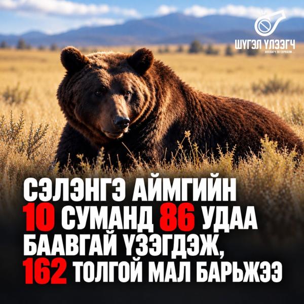 Сэлэнгэ аймгийн 10 суманд  86 удаа баавгай үзэгдэж, 162 толгой мал барьжээ