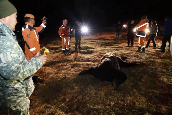 Улсын хэмжээнд 38 баавгай устгах зөвшөөрөл олгожээ